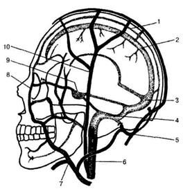I. Синусы твердой оболочки головного мозга - student2.ru