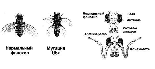 Играли гены, контролирующие ее развитие - student2.ru