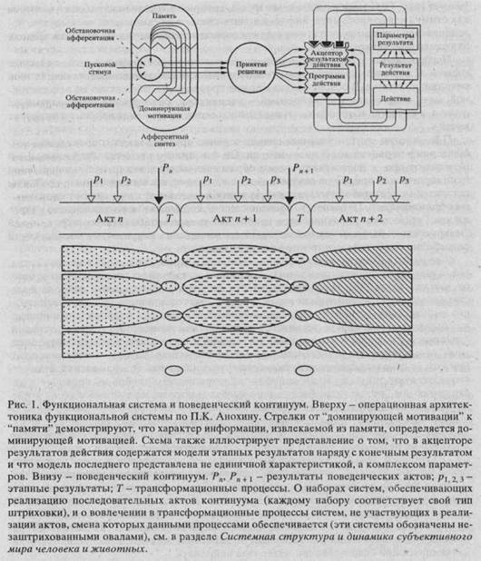 Ii. теория функциональных систем в отдельных областях психологии 1. системная психофизиология - student2.ru