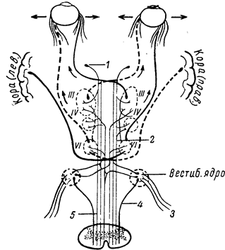 Иннервация взора, система заднего продольного пучка - student2.ru