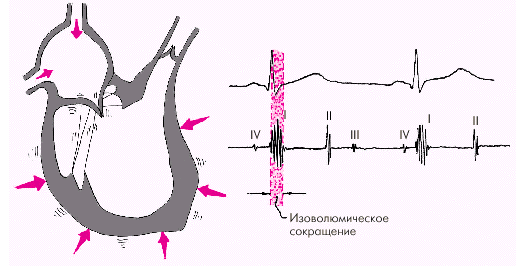 Исследование других органов 1 страница - student2.ru