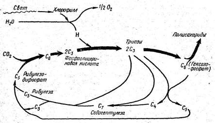 источники углерода для растений. сущность фотосинтеза - student2.ru