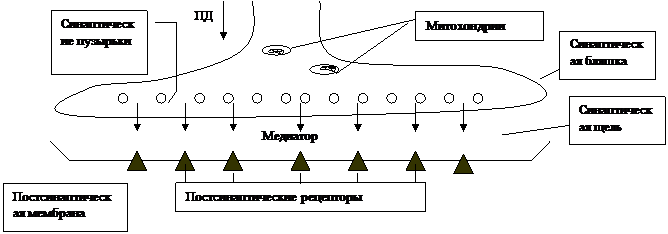 Кафедра анатомии, физиологии и гигиены детей - student2.ru