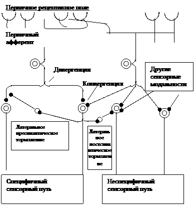 Кафедра анатомии, физиологии и гигиены детей - student2.ru