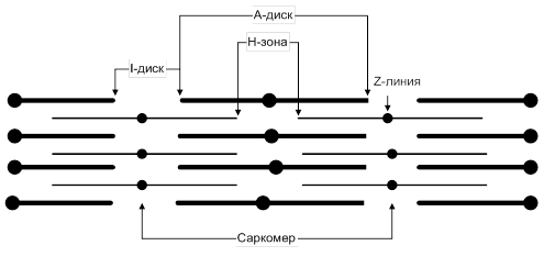 Какие клетки составляют костную ткань - student2.ru