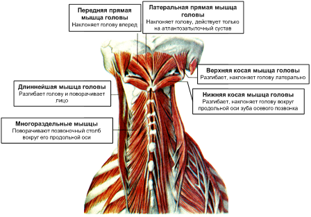 Какие клетки составляют костную ткань - student2.ru