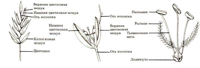 Характеристика подсемейств семейства розоцветных - student2.ru