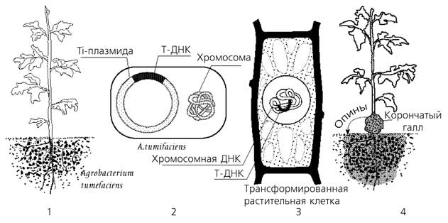 Характеристика Ti- и Ri-плазмид - student2.ru