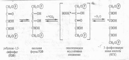 Химизм реакции цикла Кальвина - student2.ru