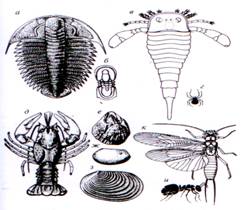 класс monoplacophora (моноплакофоры) - student2.ru