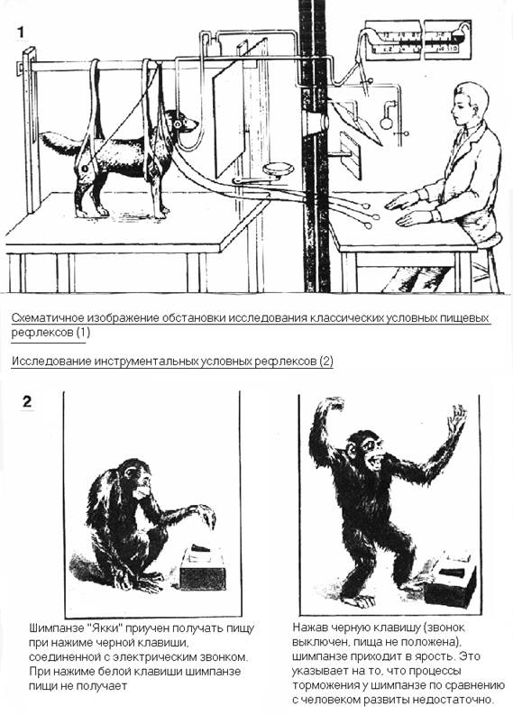 Классического и оперантного условных рефлексов - student2.ru