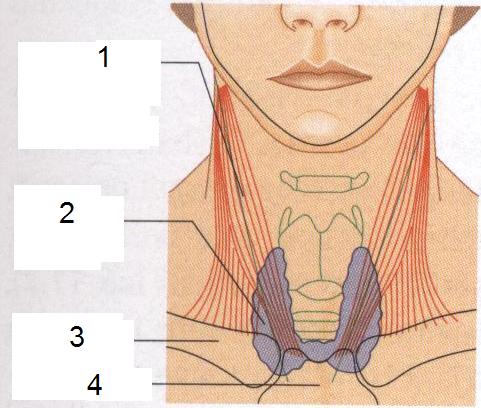 Где у человека находится щитовидная железа анатомия картинки