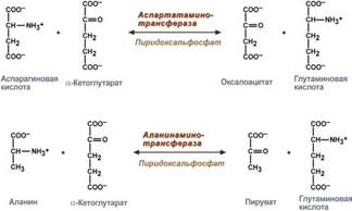 Клиническое значение аминотрансфераз - student2.ru