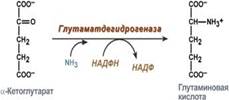 Клиническое значение аминотрансфераз - student2.ru