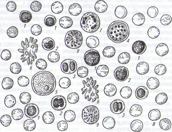 Количество эритроцитов, лейкоцитов и тромбоцитов в крови животных - student2.ru