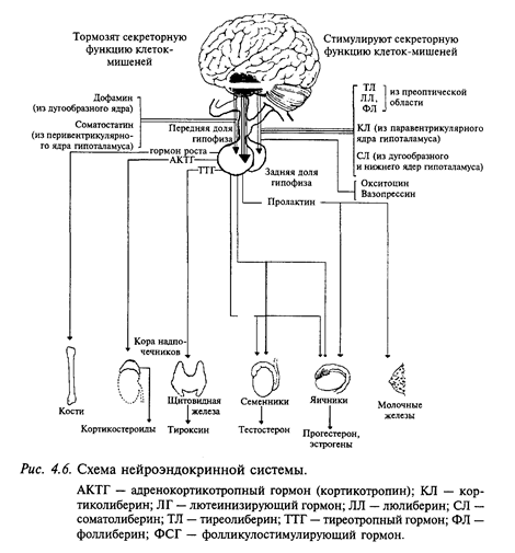 контроль функций эндокринной системы - student2.ru