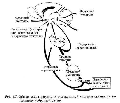 контроль функций эндокринной системы - student2.ru