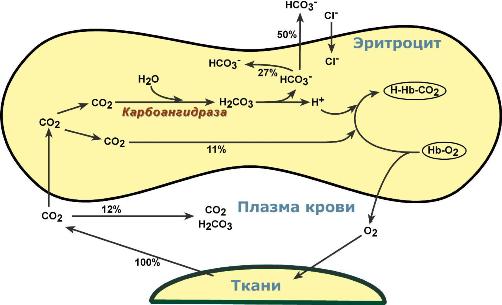 Кооперативное взаимодействие - student2.ru