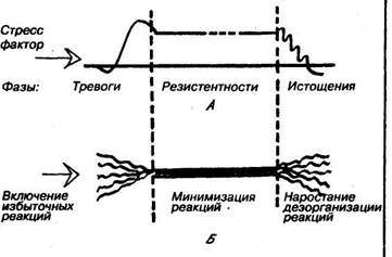 кора надпочечников. минералокортикоиды - student2.ru