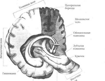 Кожно-мышечная сенсорная система (соматосенсорная система) - student2.ru