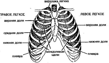 Краткая характеристика органов дыхательной системы - student2.ru