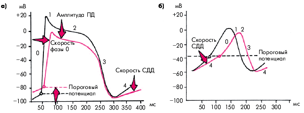 Лечение нарушений сердечного ритма и проводимости - student2.ru