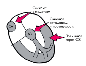 Лечение нарушений сердечного ритма и проводимости - student2.ru