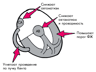 Лечение нарушений сердечного ритма и проводимости - student2.ru