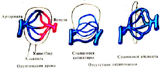 Легких при обструктивных и рестриктивных процессах - student2.ru