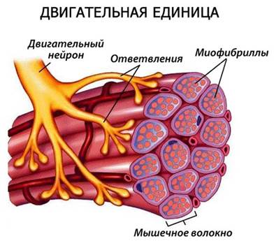 Лекция. Биомеханические особенности мышечной системы - student2.ru