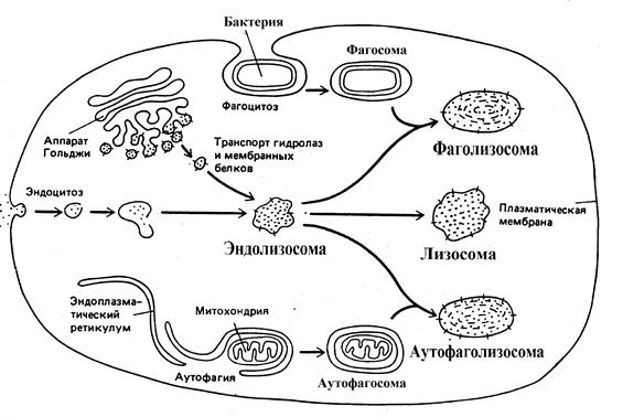 Лизосомы: структура и пути образования в клетке, классификация - student2.ru