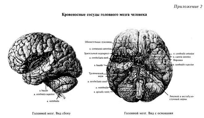 лобные доли мозга и регуляция психической деятельности человека - student2.ru