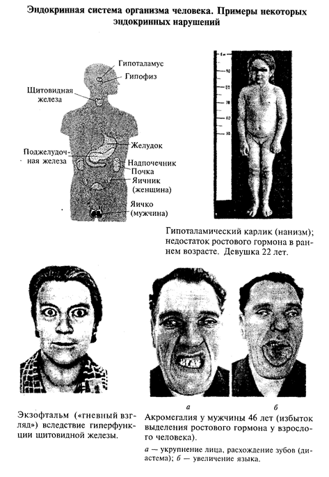 лобные доли мозга и регуляция психической деятельности человека - student2.ru