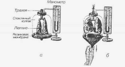 Механизм дыхательных движений - student2.ru