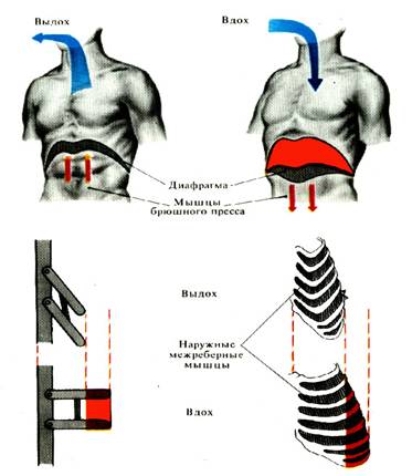 Механизм дыхательных движений - student2.ru