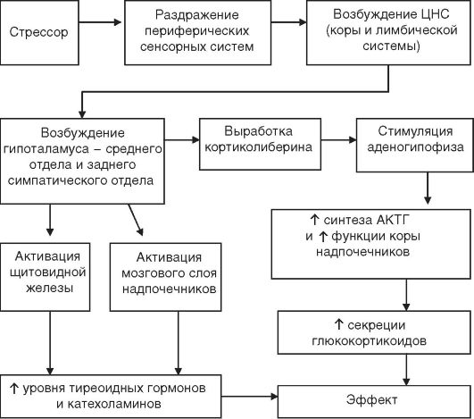 Механизм положительного (адаптогенного) и негативного действия гормонов стресса - student2.ru