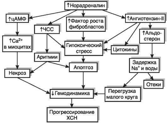 Механизмы декомпенсации сердечной недостаточности - student2.ru