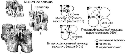 Механизмы компенсации гемодинамики при сердечной недостаточности - student2.ru