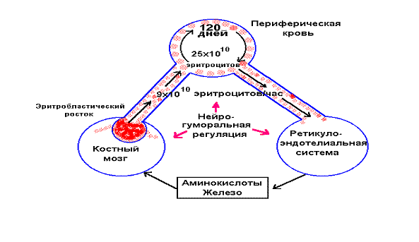 Метаболизма клеточный состав крови - student2.ru