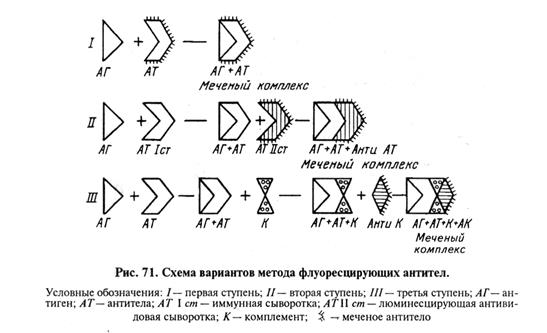 метод флуоресцирующих антител (мфа). иммуноферментный анализ (ифа) - student2.ru