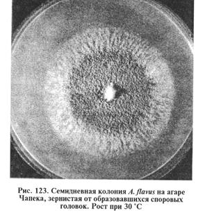 микозов, вызываемых плесневыми и дрожжеподобными грибами. биопрепараты - student2.ru