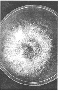 микозов, вызываемых плесневыми и дрожжеподобными грибами. биопрепараты - student2.ru