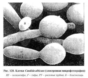 микозов, вызываемых плесневыми и дрожжеподобными грибами. биопрепараты - student2.ru