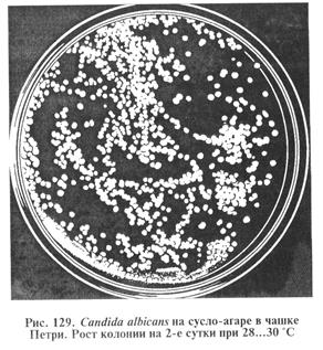 микозов, вызываемых плесневыми и дрожжеподобными грибами. биопрепараты - student2.ru