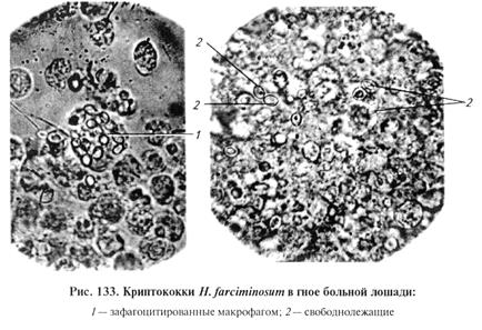 микозов, вызываемых плесневыми и дрожжеподобными грибами. биопрепараты - student2.ru
