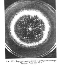 микозов, вызываемых плесневыми и дрожжеподобными грибами. биопрепараты - student2.ru