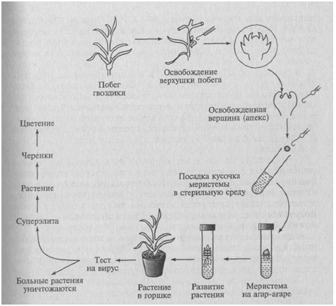 Микроклональное размножение цветочных культур - student2.ru