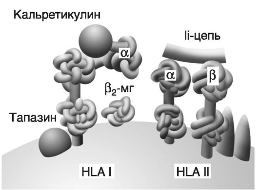 Молекулы иммунной системы - student2.ru