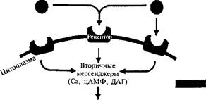 молекулярные механизмы пластичности - student2.ru