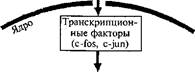 молекулярные механизмы пластичности - student2.ru